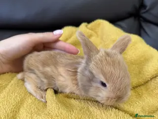 Mini Lop rabbits Beautiful Boys & Girl Mini Lops for sale - Advert 19