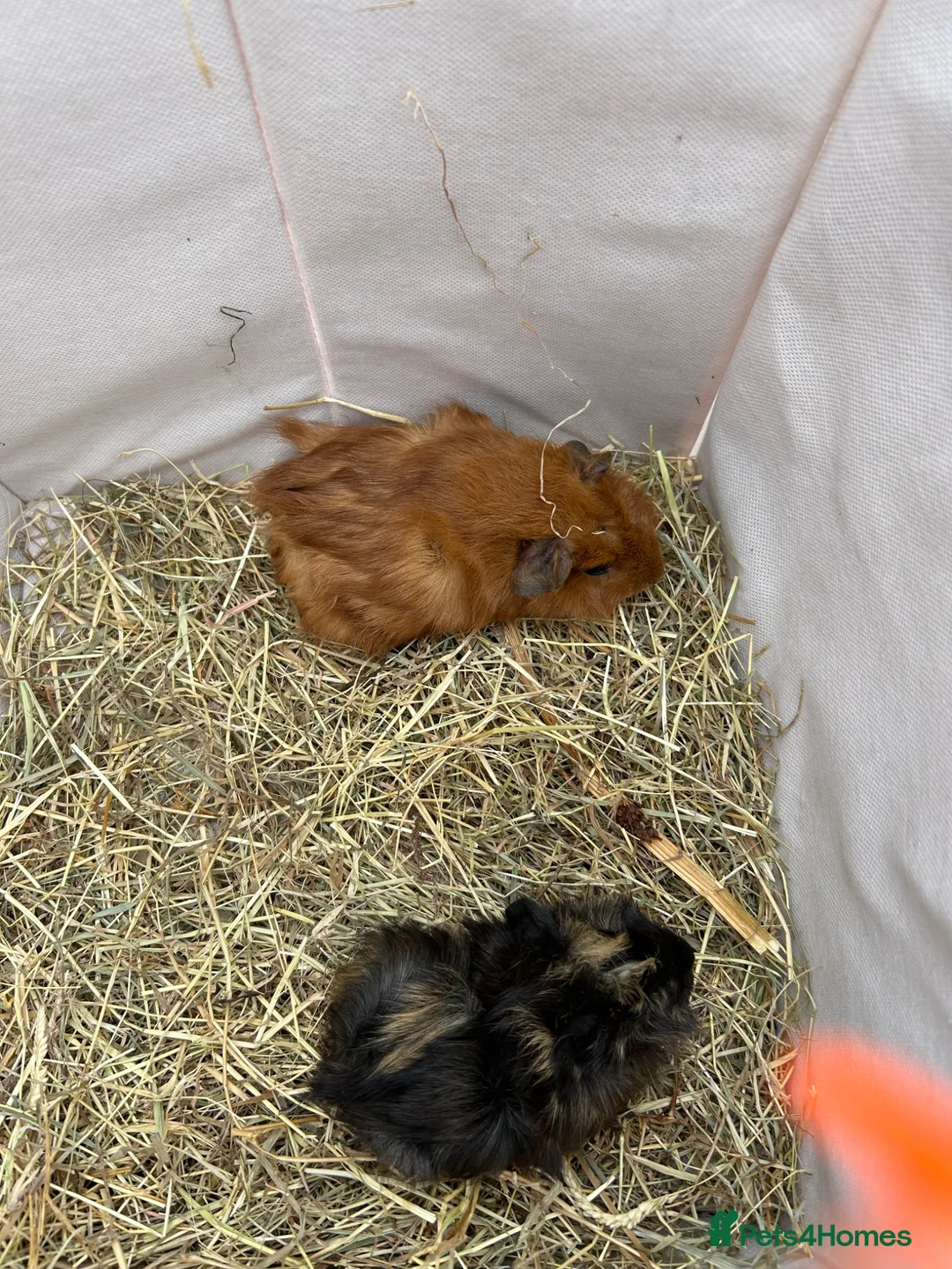 Guinea Pig rodents for sale: Baby guinea pigs - Advert 2