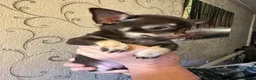 Chihuahua dogs for sale: Chihuahua puppy. Sold!!! - Advert 12
