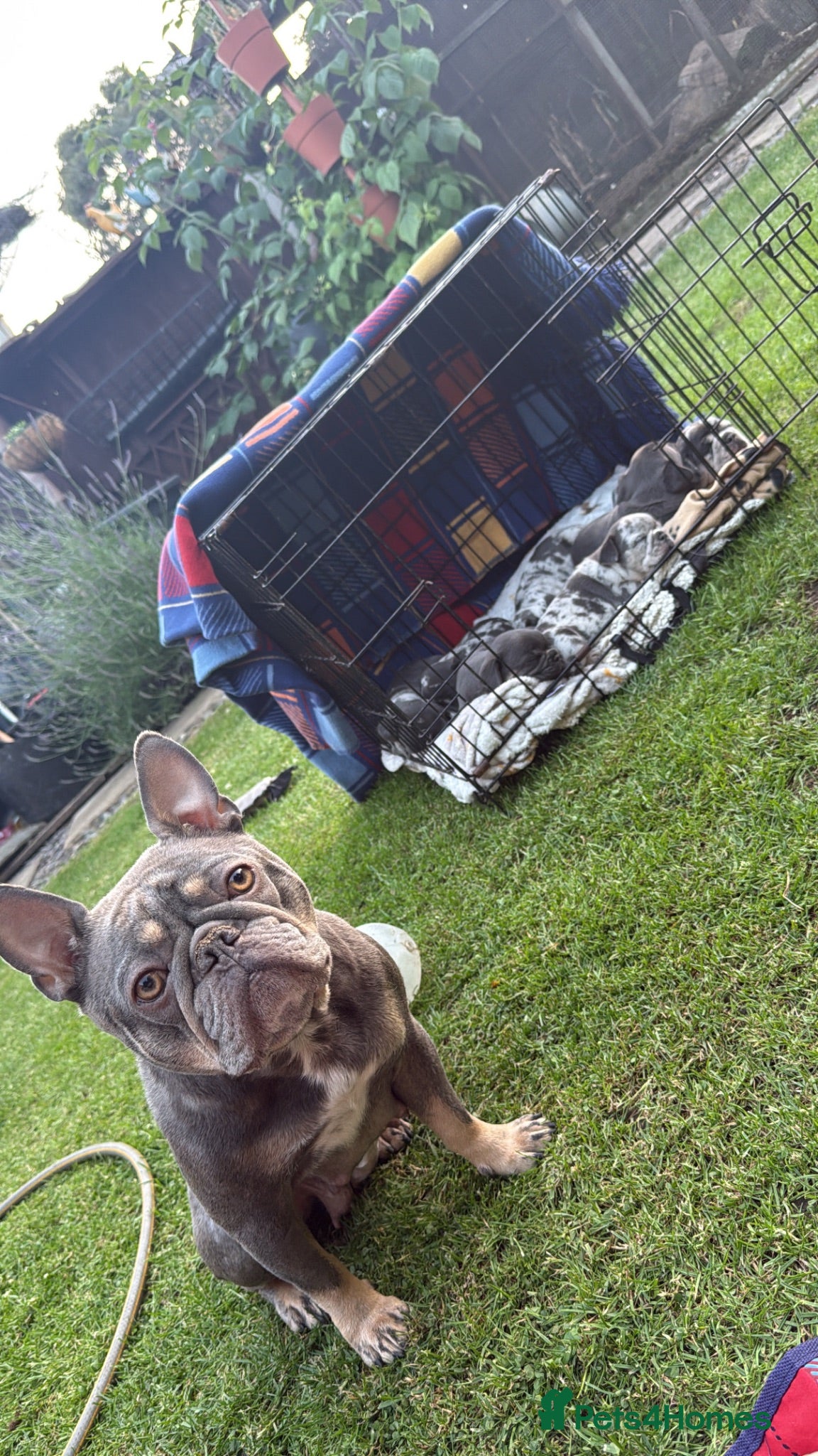 French Bulldog dogs Confident and Cute French Bulldog Puppies   - Advert 4