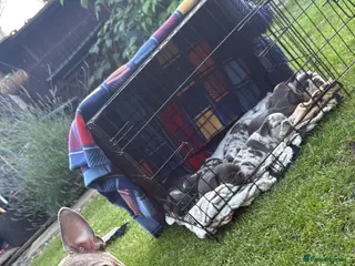 French Bulldog dogs Confident and Cute French Bulldog Puppies - Advert 3