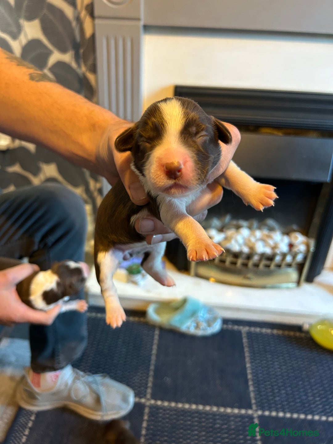 Mixed Breed dogs for sale: Cocker Collie Puppies - Image 3