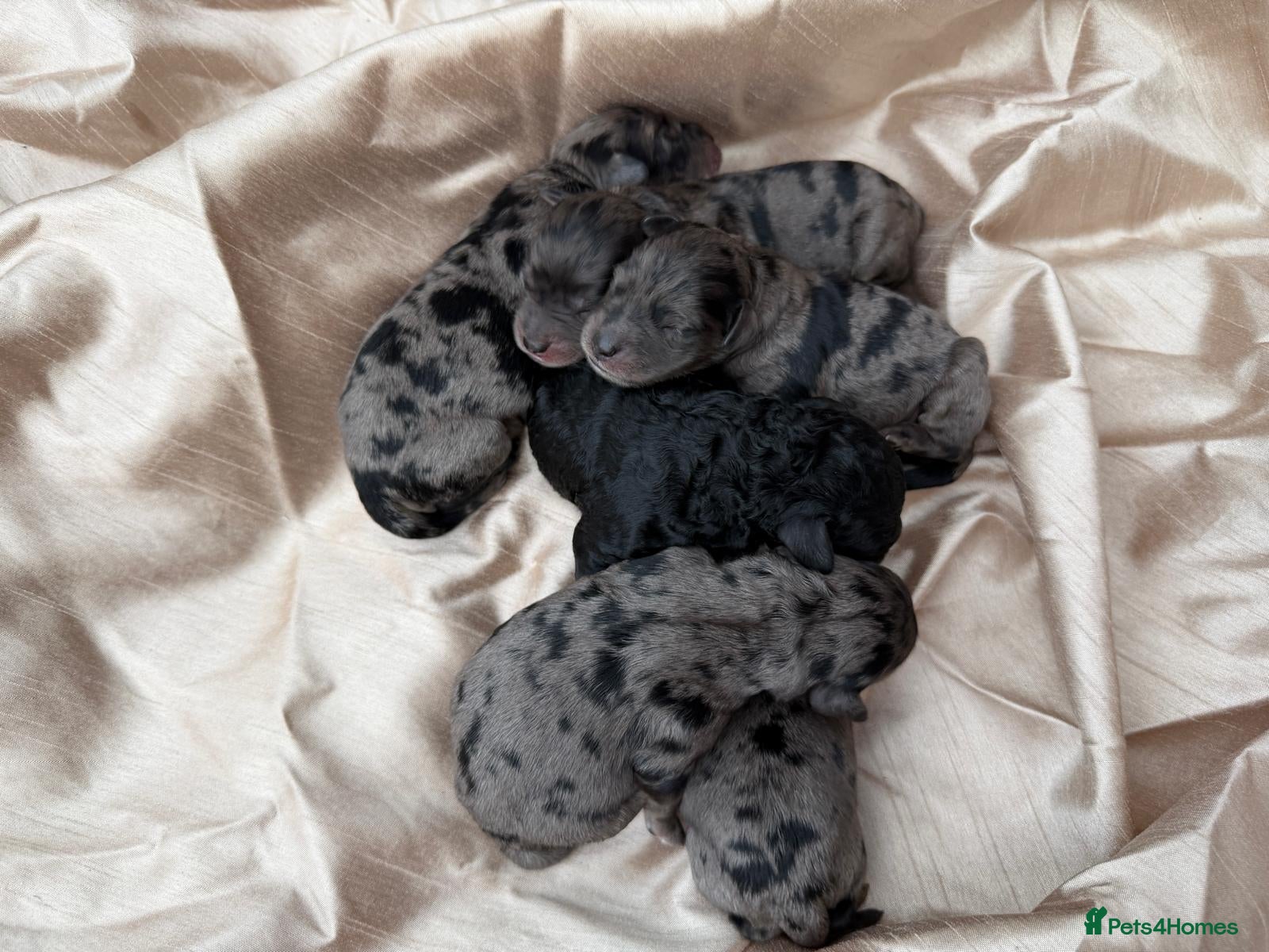 Mini Goldendoodle dogs Beautiful miniature F2b goldendoodles.  - Advert 2