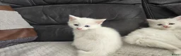 Mixed Breed cats for sale: Lovely pure white kittens longhair and short hair - Advert 6