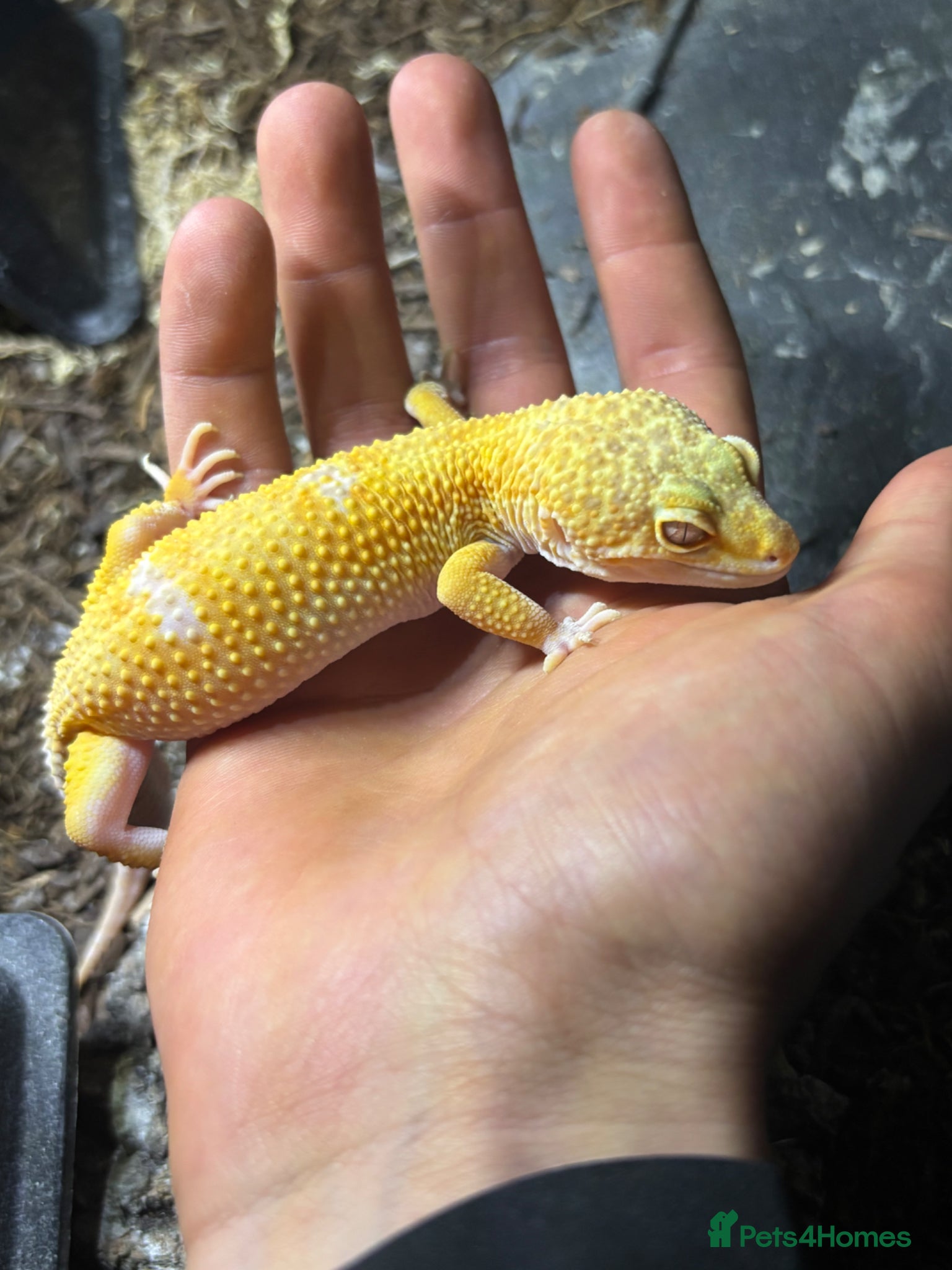Leopard Gecko reptiles X2FULL SET UP male+female leopard gecko(breedable) - Advert 8
