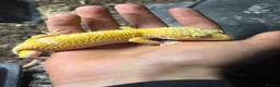 Leopard Gecko reptiles for sale: X2FULL SET UP male+female leopard gecko(breedable) in Ashton-under-Lyne - Advert 1