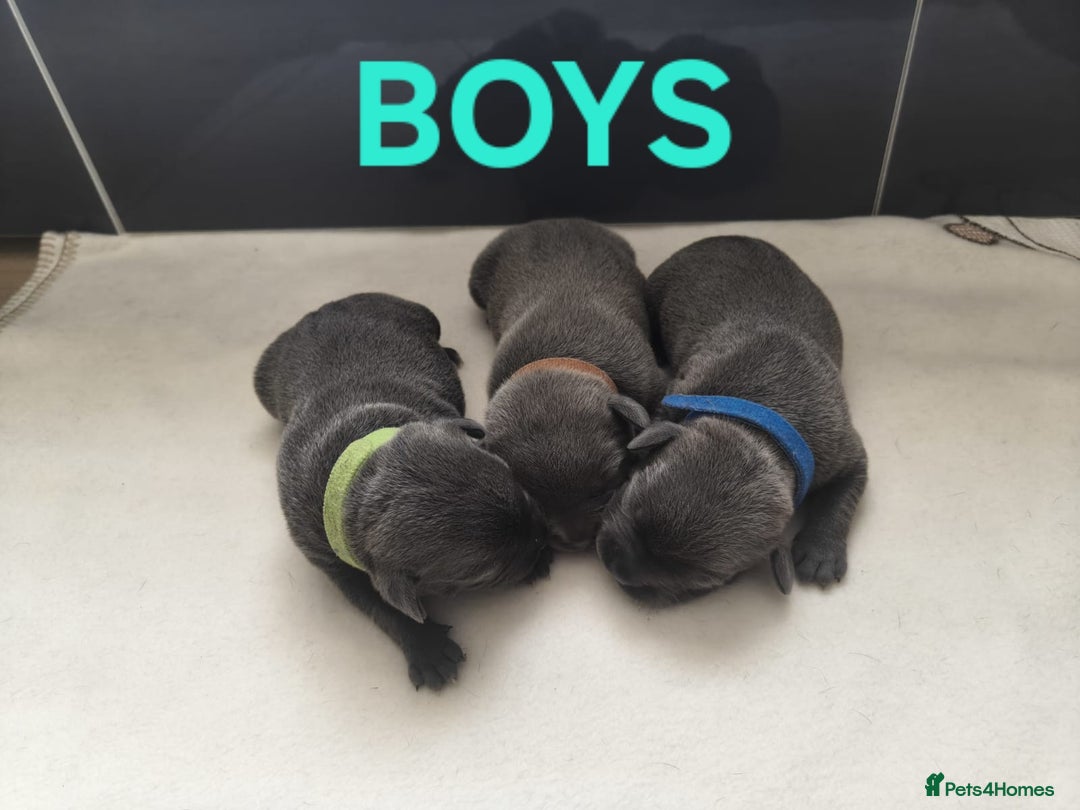 Staffordshire Bull Terrier dogs for sale: Blue Staffordshire Bull Terrier 🐶 Puppies 🐶 - Image 7