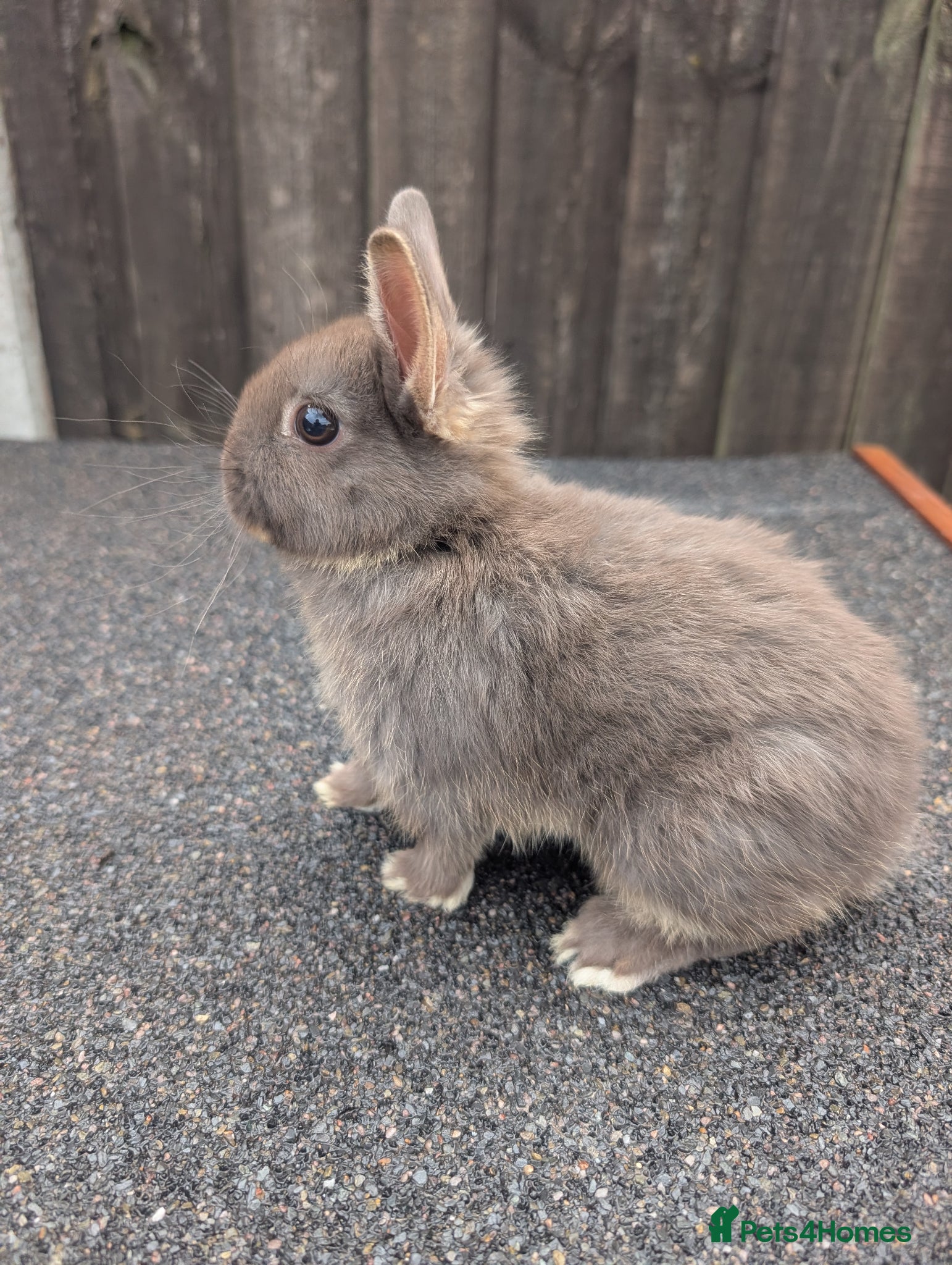 Netherland Dwarf rabbits Netherland dwarf babys  - Advert 1