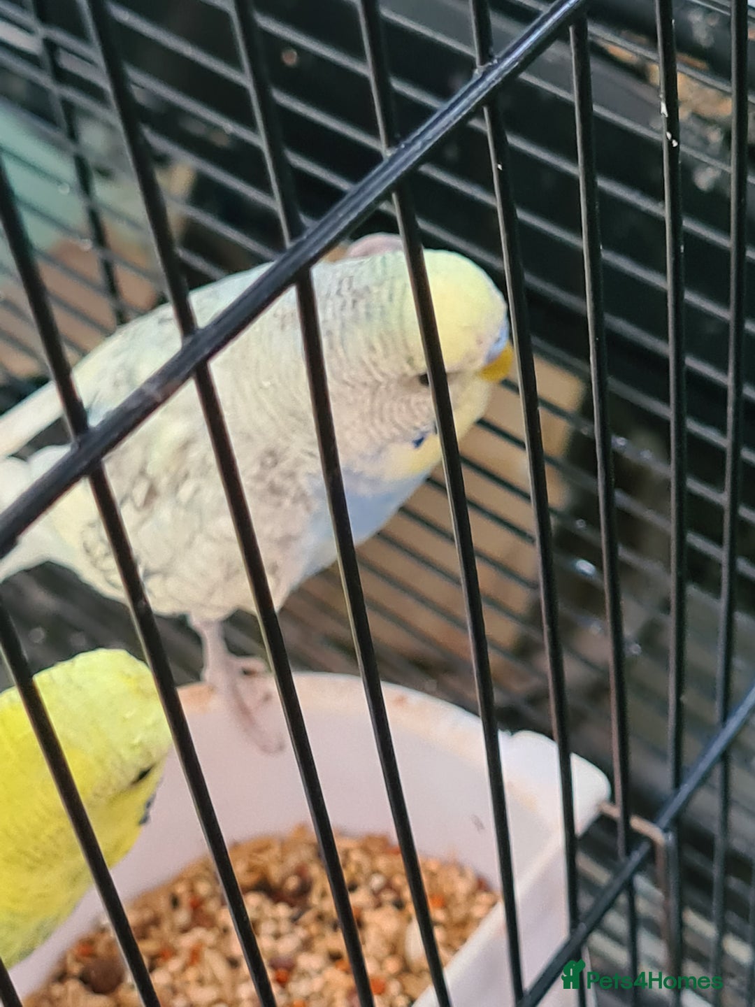 Budgerigars birds for sale: 4 X YOUNG BUDGIES COMPLETE WITH CAGE  - Advert 3
