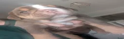 Olde English Bulldogge dogs for sale: Impeccable olde English bulldog  - Advert 9