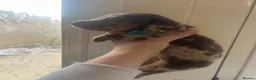 Miniature Dachshund dogs for sale: Miniature Dachshund babies  - Advert 4