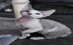 Devon Rex cats for sale: Pedigree Devons - Advert 3