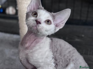 Devon Rex cats Pedigree Devons - Advert 2