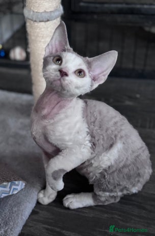 Devon Rex cats Pedigree Devons - Advert 1