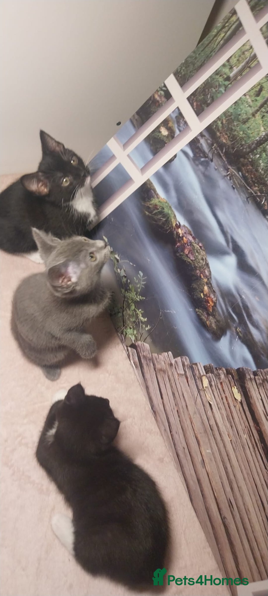 Mixed Breed cats for sale: Adorable kittens looking for a loving home - Advert 8