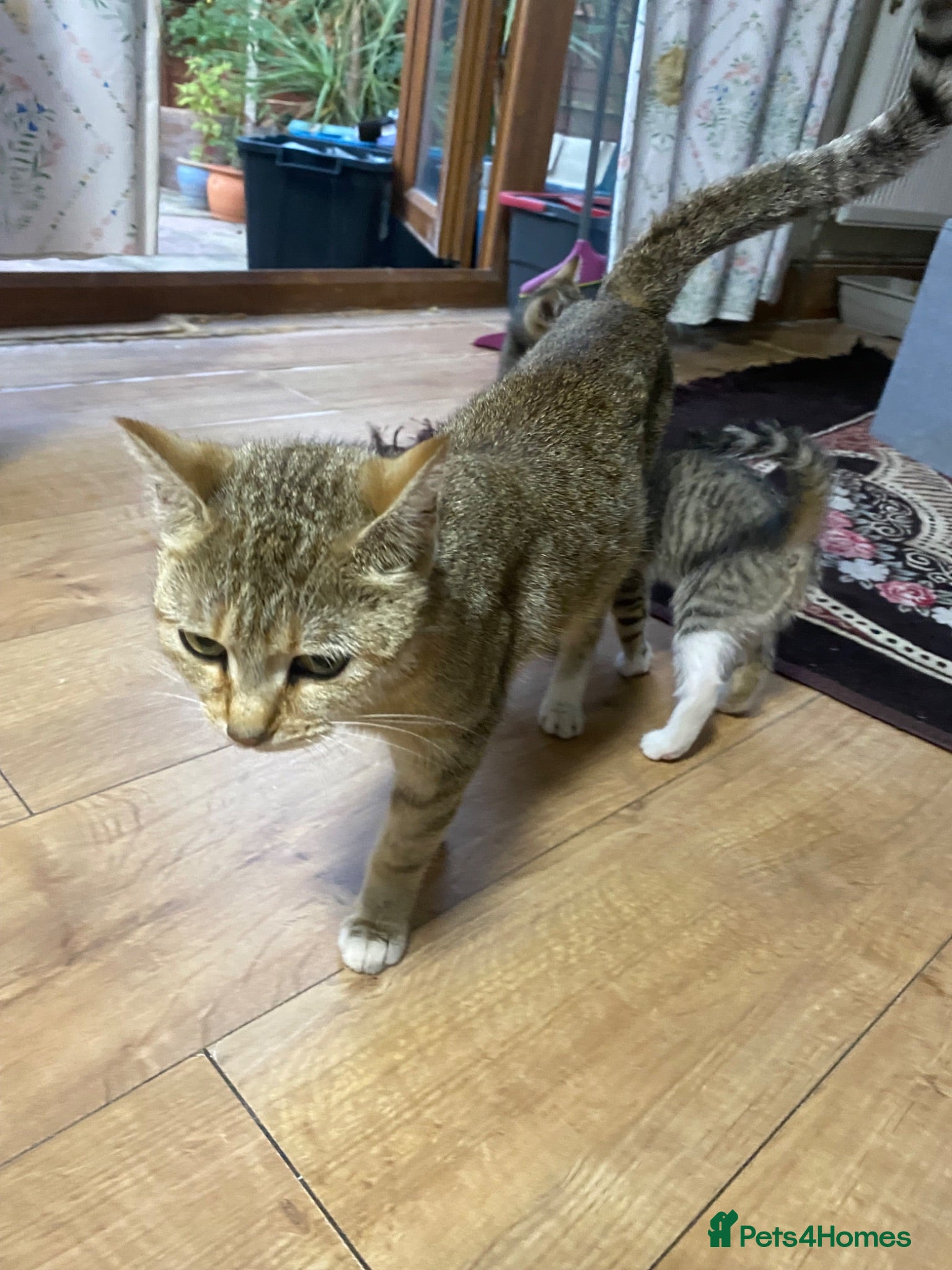 British Shorthair cats Multiple British Short Hair Kitten For Sale £100 - Advert 1