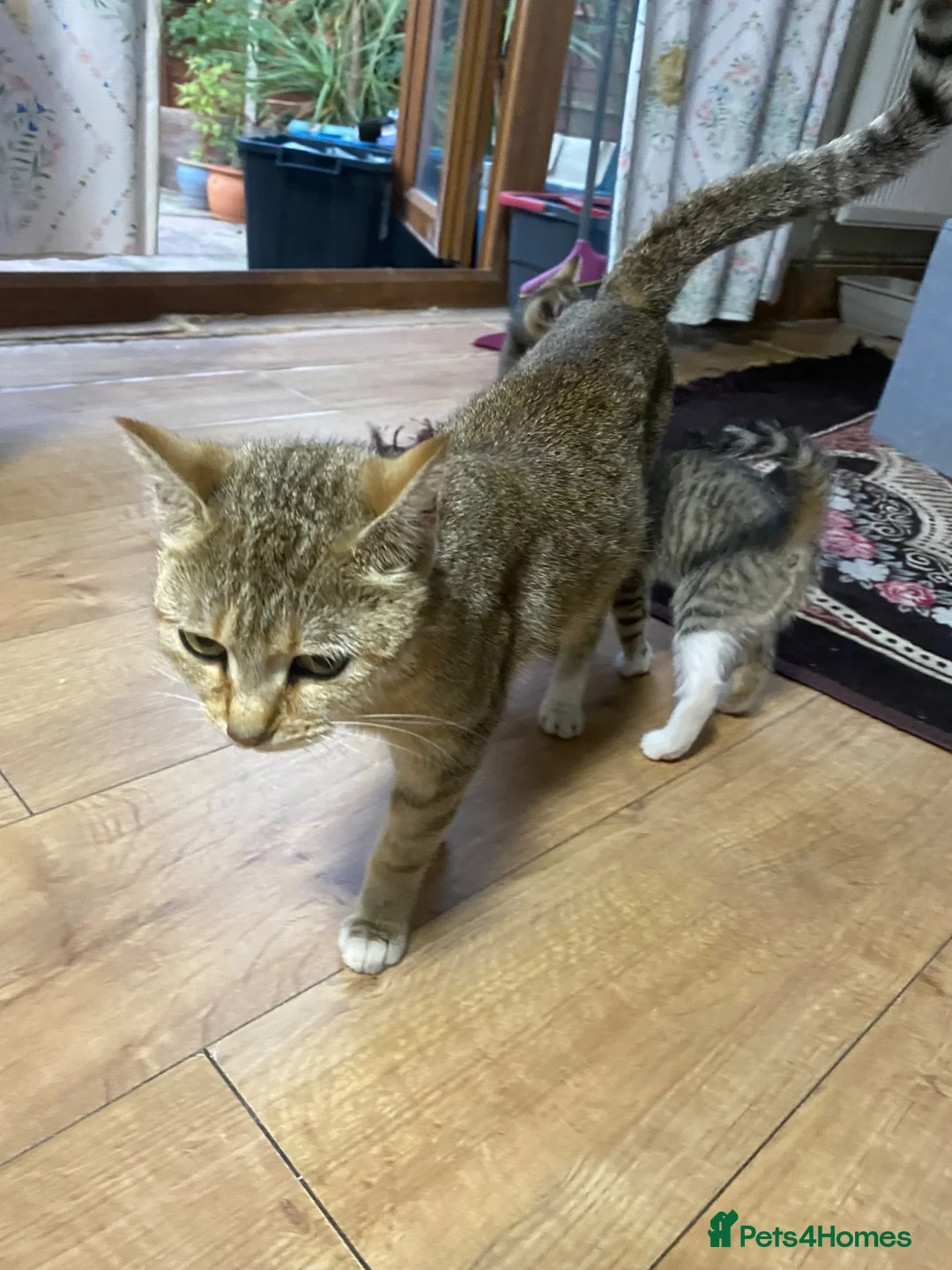 British Shorthair cats for sale: Multiple British Short Hair Kitten For Sale £100 - Advert 1
