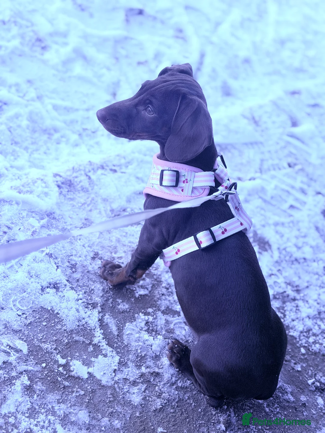 Dachshund dogs for sale: Dachshund  in Aberdare - Advert 2
