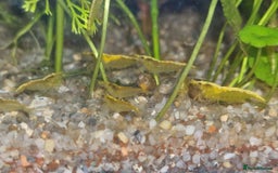Shrimps fish for sale: 🔥RED, BLUE & YELLOW SHRIMP 🦐 + a free plant 🍃 - Image 17