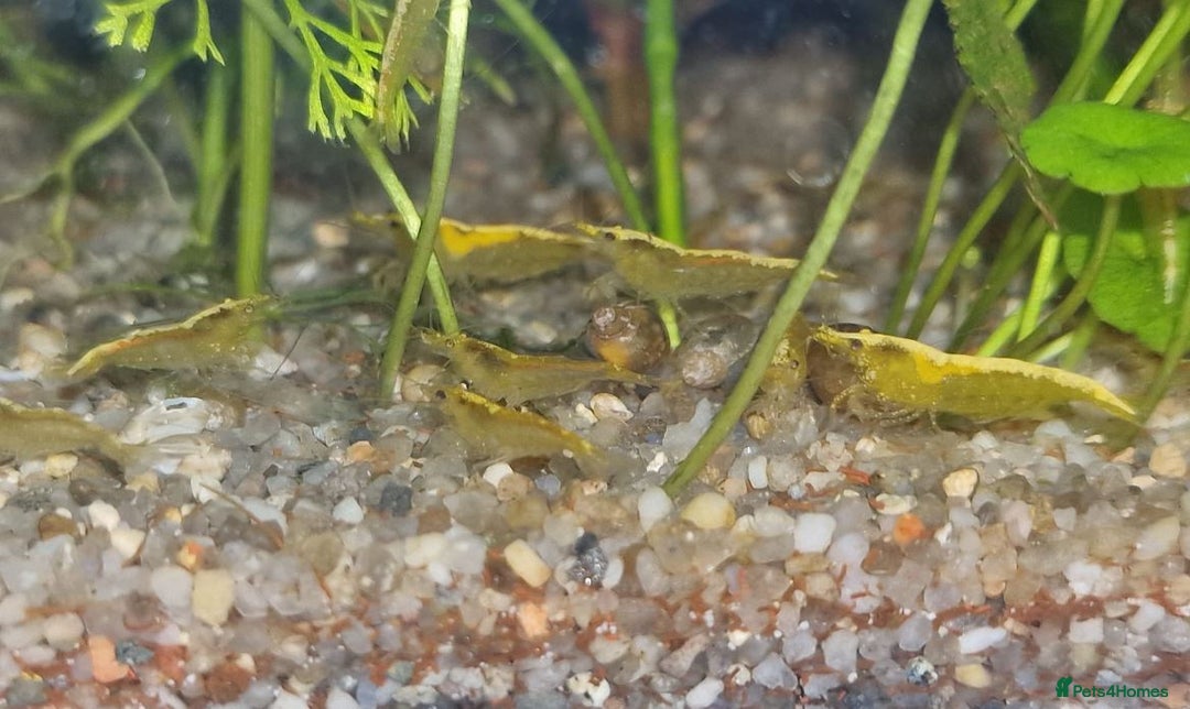 Shrimps fish for sale: 🔥RED, BLUE & YELLOW SHRIMP 🦐 + a free plant 🍃 - Image 17