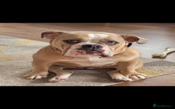 Olde English Bulldogge dogs for sale: Old English Bulldog Puppies - Image 34