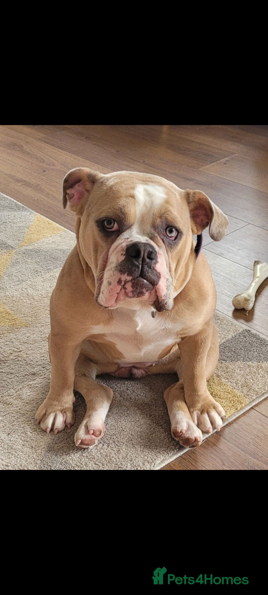 Olde English Bulldogge dogs for sale: Old English Bulldog Puppies - Image 34