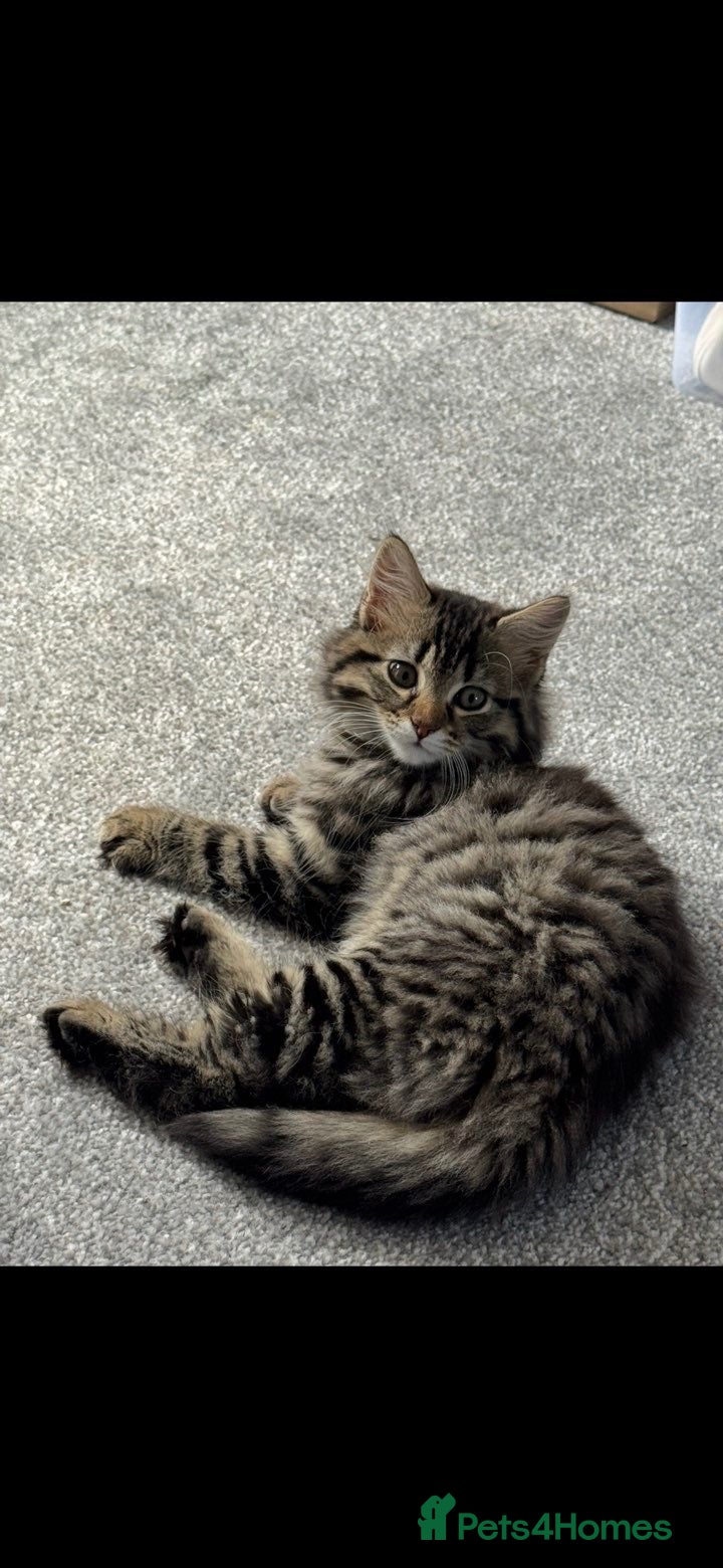 Maine Coon cats Maine coon male kitten  - Advert 1