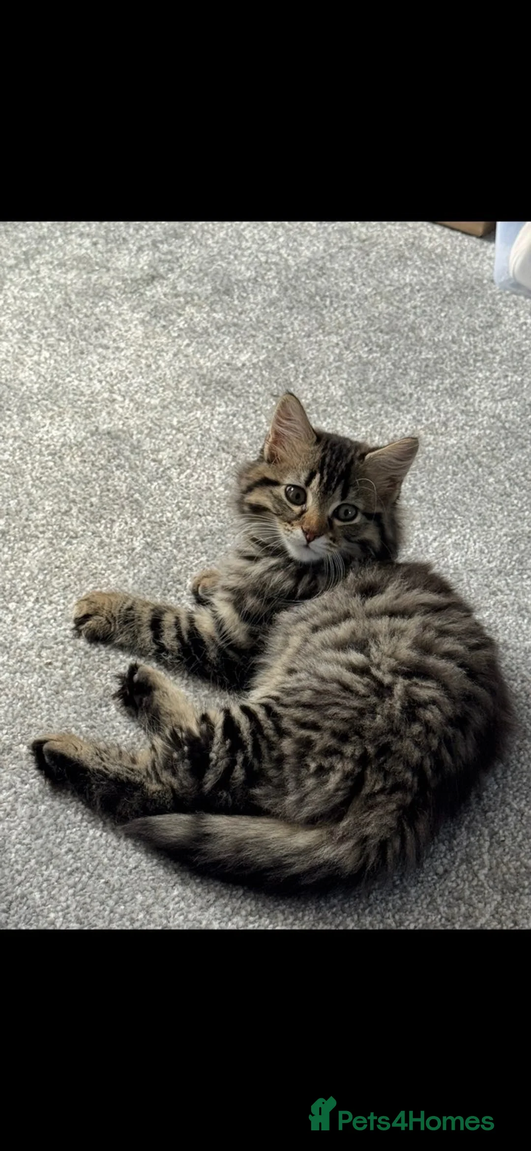 Maine Coon cats for sale: Maine coon male kitten  in Wallsend - Advert 1