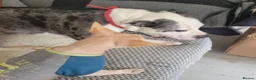Mixed Breed dogs for adoption: ‼️ URGENT FOSTER NEEDED: LINA in Burton-on-Trent - Advert 35