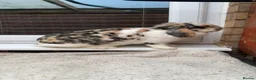 Mini Lop rabbits for sale: Mini lop doe  - Advert 1