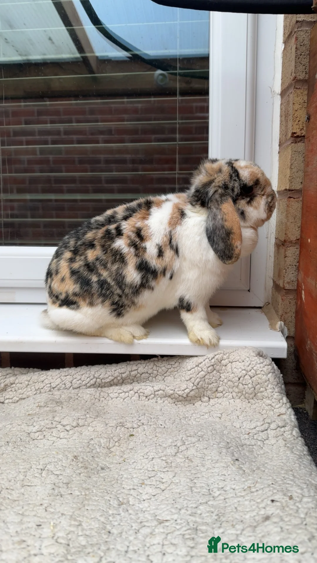 Mini Lop rabbits for sale: Mini lop doe  - Advert 1