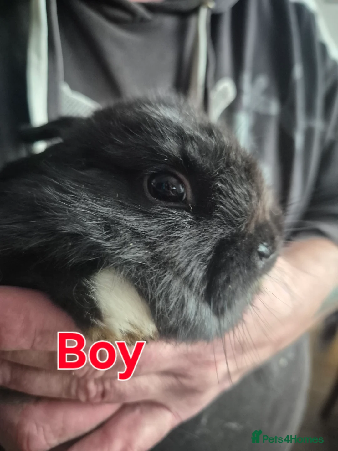 Mini Lion Lop rabbits for sale: Mini lop lion - Advert 9