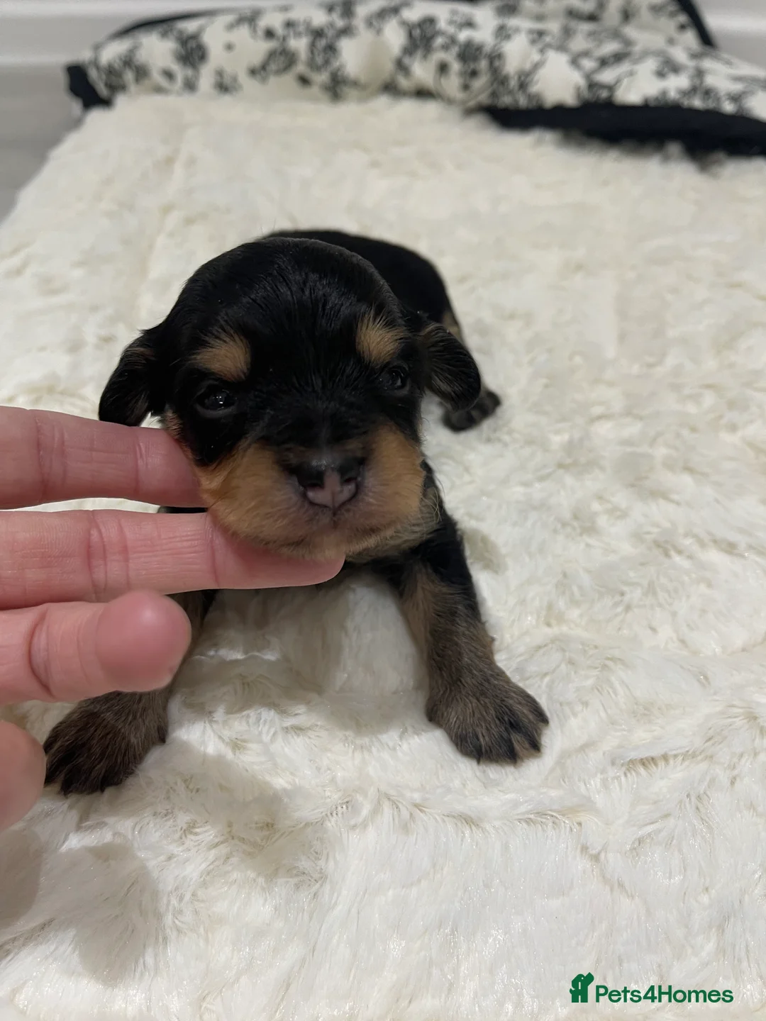 Jackapoo dogs for sale: Quality Jack Russel Puppies for sale 💌 - Advert 20