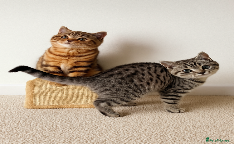British Shorthair cats - Advert 12