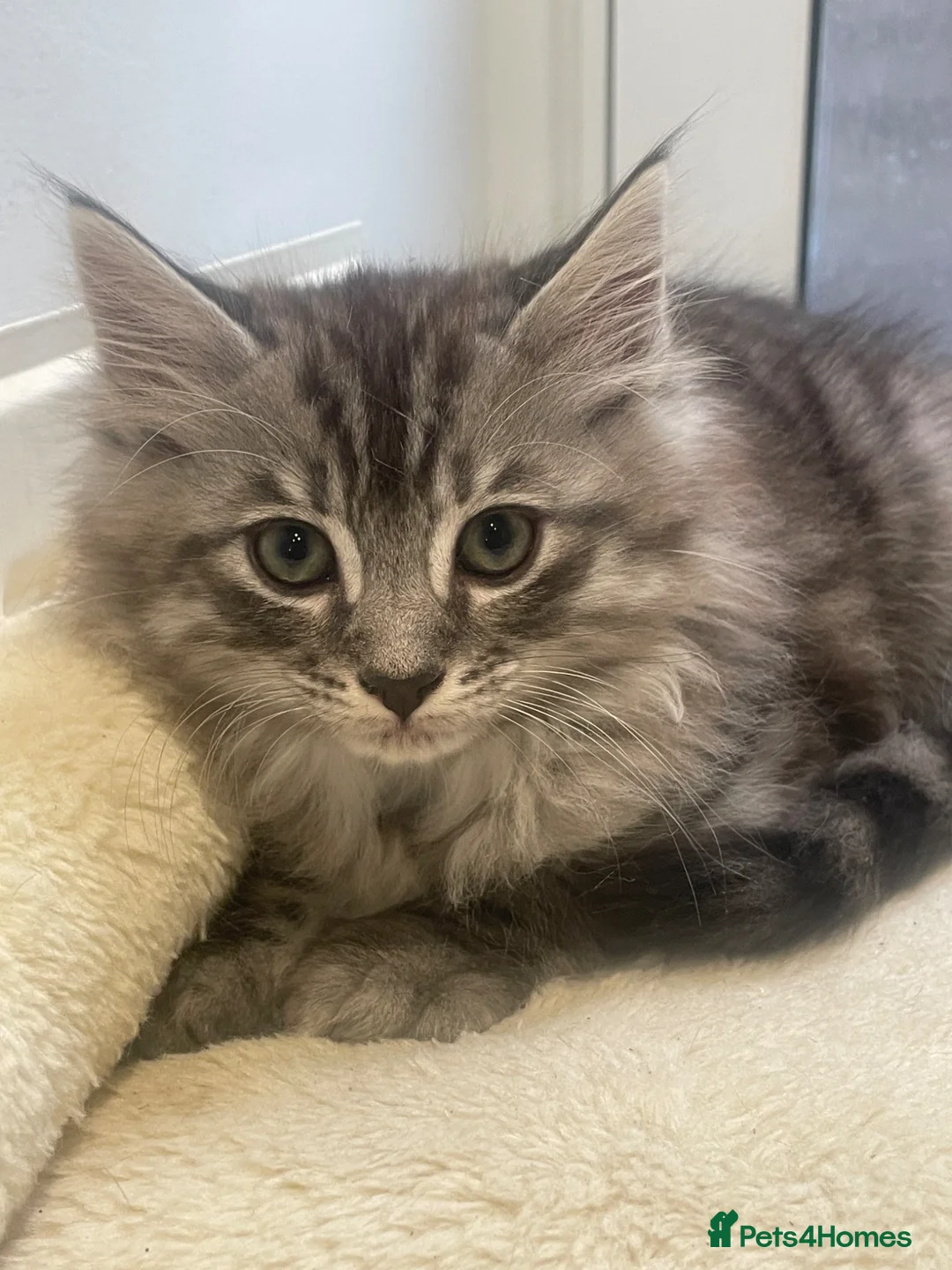 Mixed Breed cats for sale: Beautiful mixed kittens  - Advert 2
