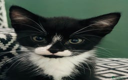 Mixed Breed cats for sale: Last little girl left - Image 2