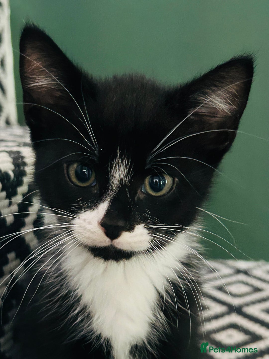 Mixed Breed cats for sale: Last little girl left - Image 2
