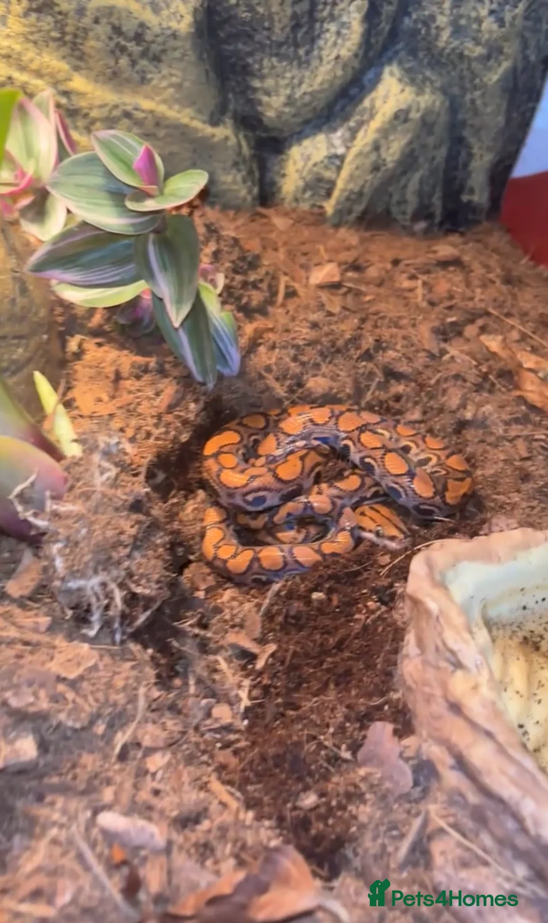 Boa Snake reptiles for sale: Brazilian rainbow boa for sale  in Saffron Walden - Advert 1