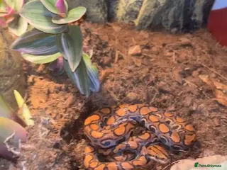 Boa Snake reptiles Brazilian rainbow boa for sale in Saffron Walden - Advert 1