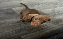 Miniature Dachshund dogs for sale: Stunning minature dachshund puppies - Image 22