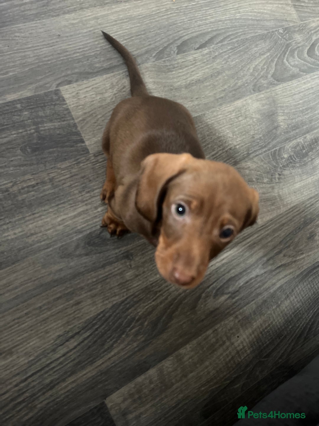 Miniature Dachshund dogs for sale: Stunning minature dachshund puppies - Image 22