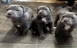 Staffordshire Bull Terrier dogs for sale: Gorgeous Blue staff puppies - Image 1