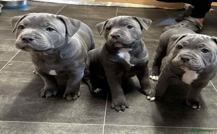 Staffordshire Bull Terrier dogs - Advert 1