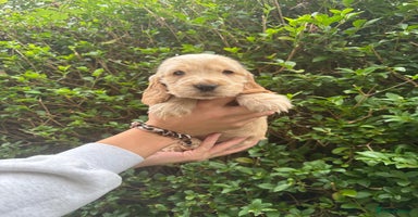 Cocker Spaniel dogs - Advert 5