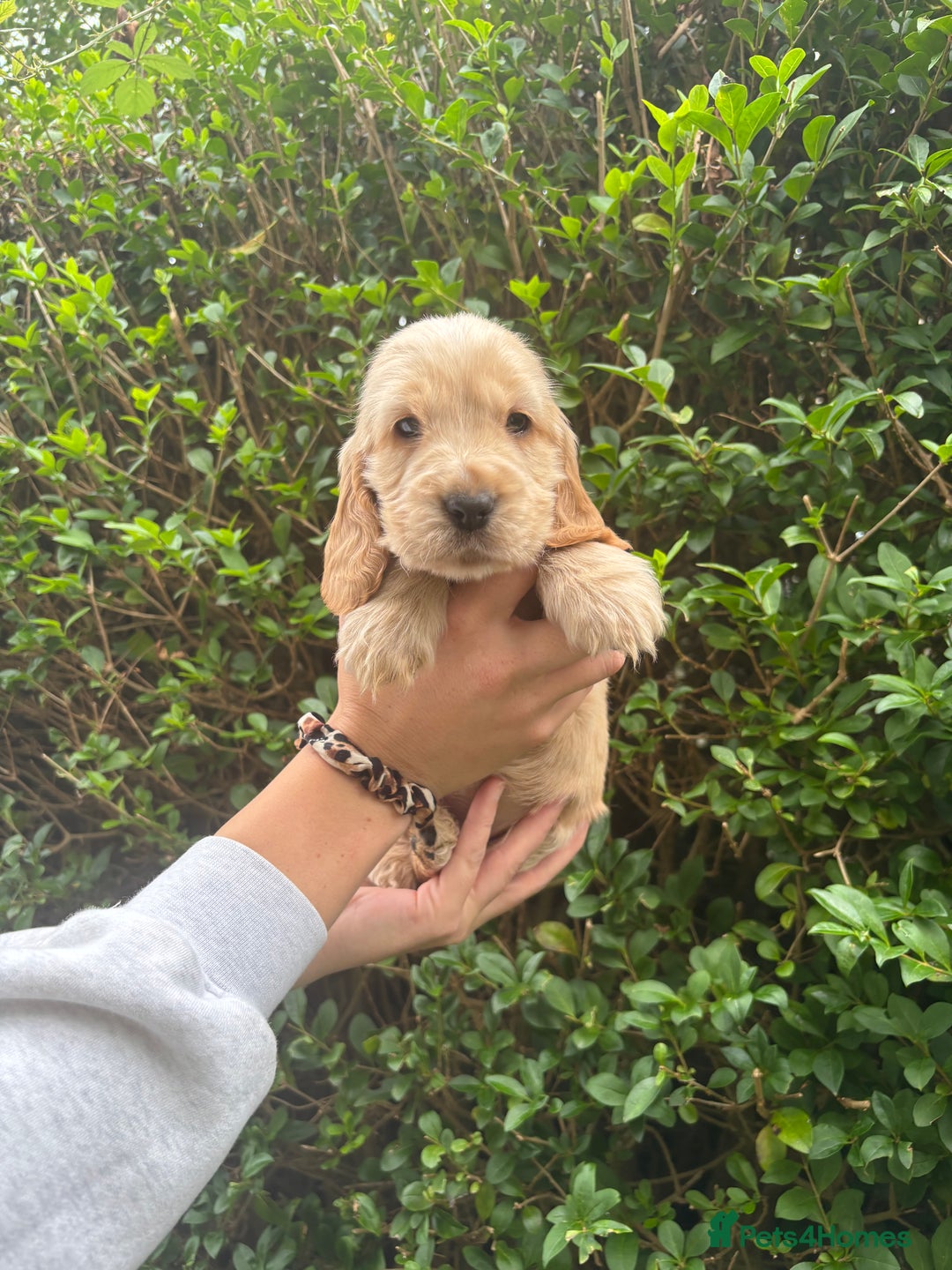 Cocker Spaniel dogs for sale: Beautiful Show Type Cocker Spaniel Pups - Image 2