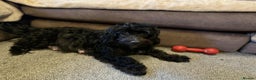 Mixed Breed dogs for sale: mother f1 cockapoo father jackapoo - Advert 1