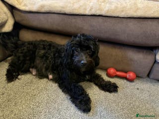 Mixed Breed dogs mother f1 cockapoo father jackapoo - Advert 17