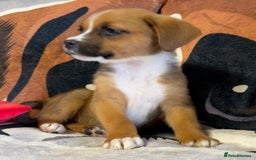 Mixed Breed dogs for sale: Boxer x Rottweiler (Boxweiler Puppies) - Image 1