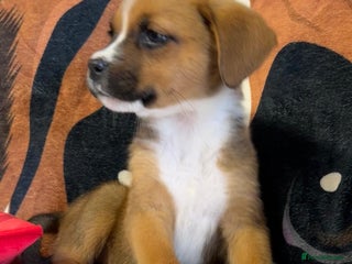 Mixed Breed dogs - Advert 3