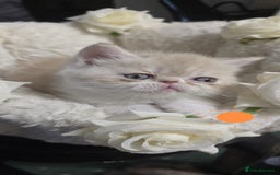 Persian cats for sale: Two beautiful MALE kittens 🐈‍⬛ 🐈‍⬛  - Image 6